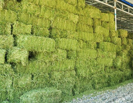 有機制肥設備分享在家如何自制有機肥? 有機制肥設備分享在家如何自制有機肥?